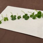 願いがかないますように…