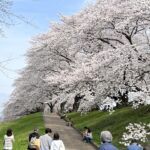 京都の桜満喫（桜前線を追え！！）